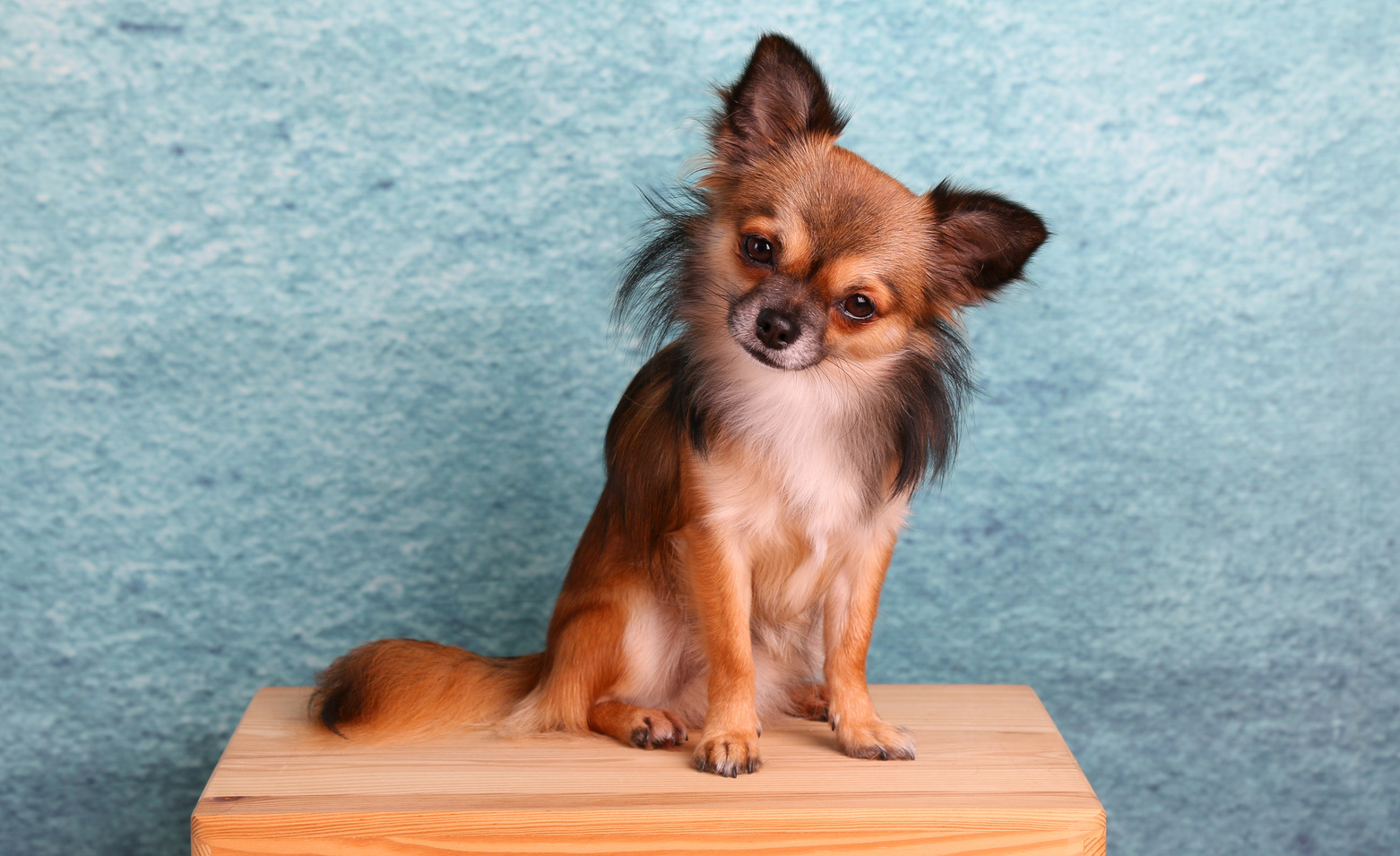 Chihuahua Pet Dog