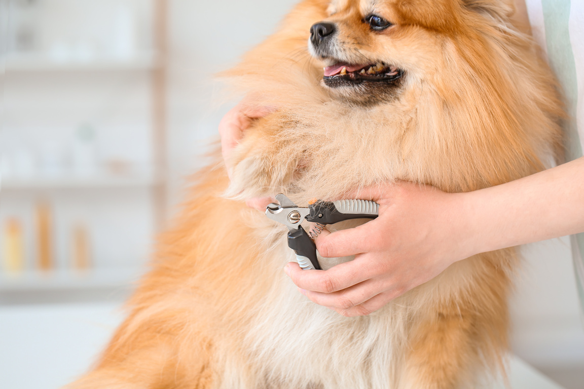 Groomer Trimming Dog's Claws in Salon