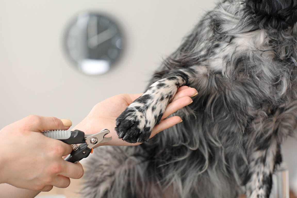  Groomer Trimming Dog's Claws in Salon