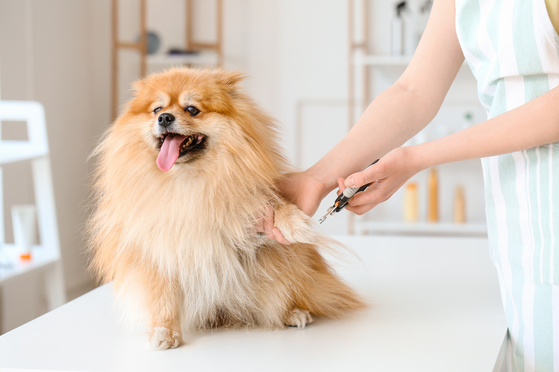 Female Groomer Trimming Dog's Claws in Salon